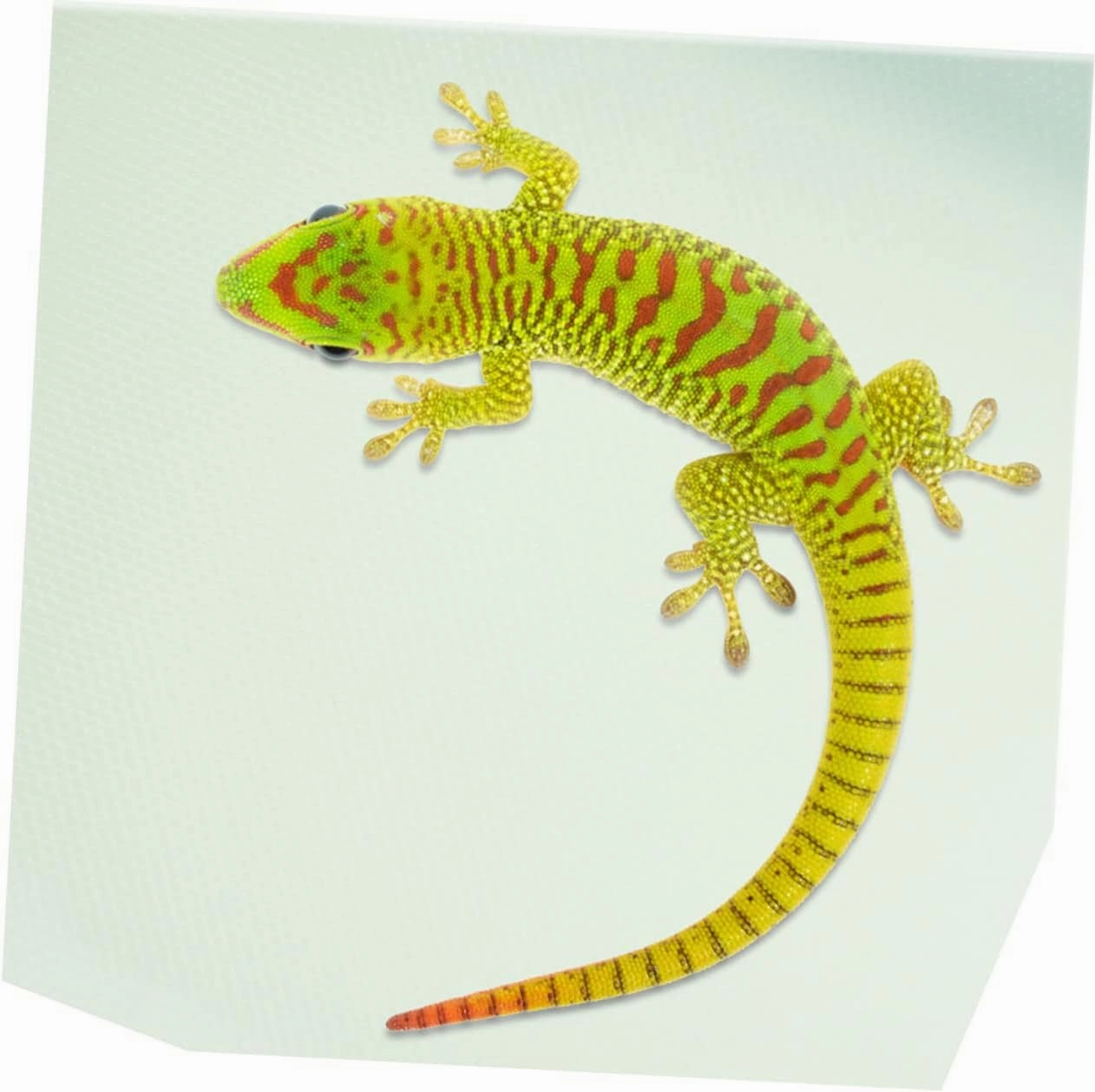 Bearded Dragon Cage Accessories Reptile Supplies Carpet Liner Snake Gecko Tank Bedding