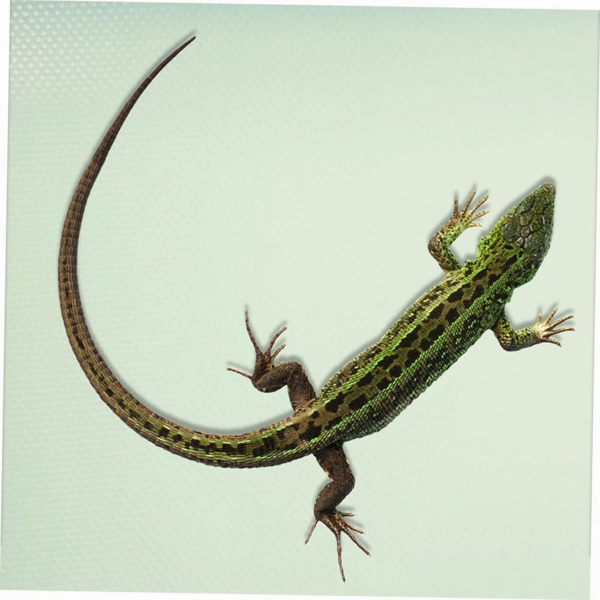 Bearded Dragon Cage Accessories Reptile Supplies Carpet Liner Snake Gecko Tank Bedding