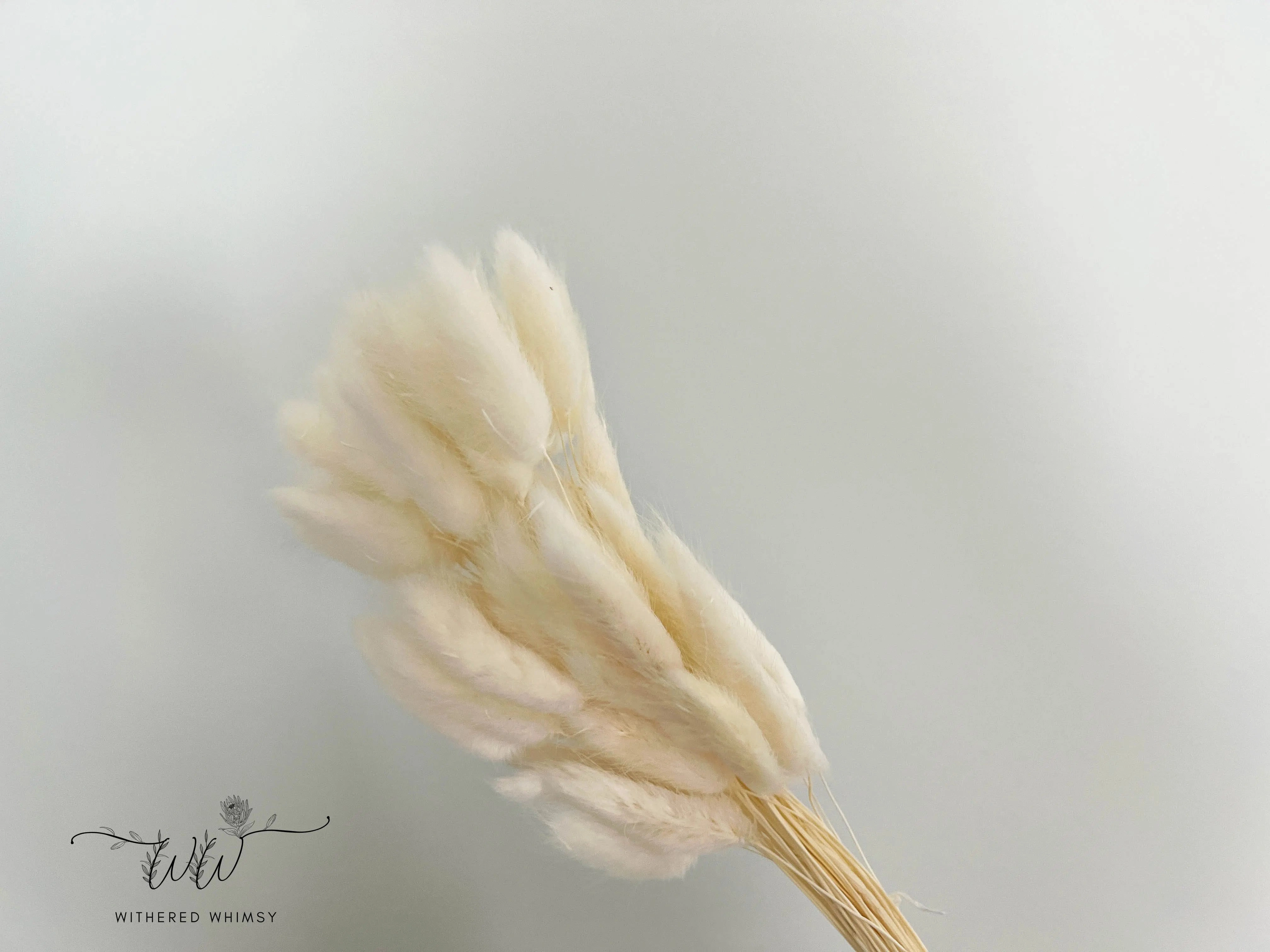 Bunny Tails - Cream
