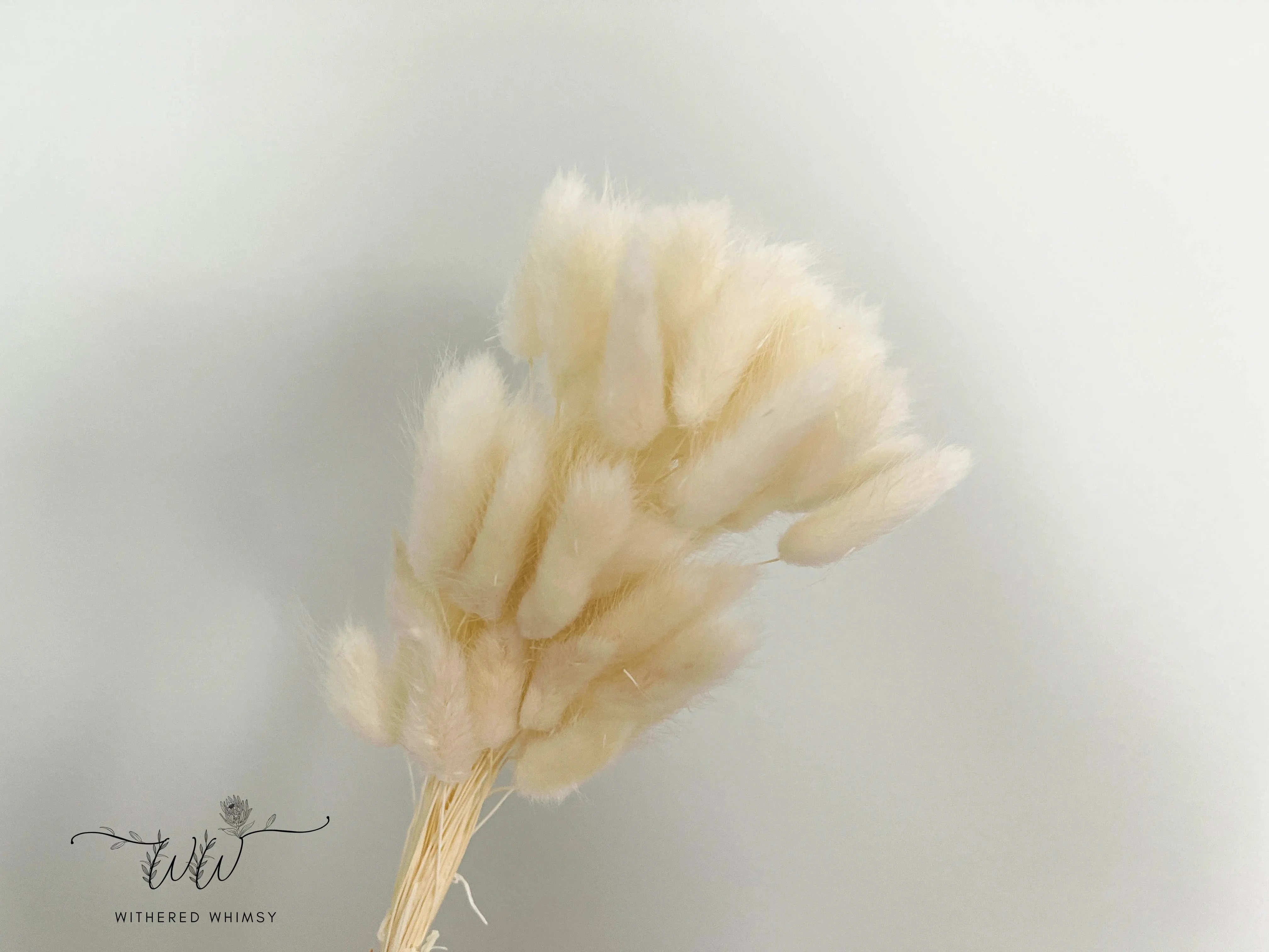 Bunny Tails - Cream