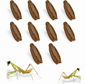Carolina Praying Mantis Egg Cases (Ten Egg Cases) - Beneficial for Stem Education and Gardening, Each Egg Case Produces Approximately 50 to 200 Baby Nymphs Praying mantises