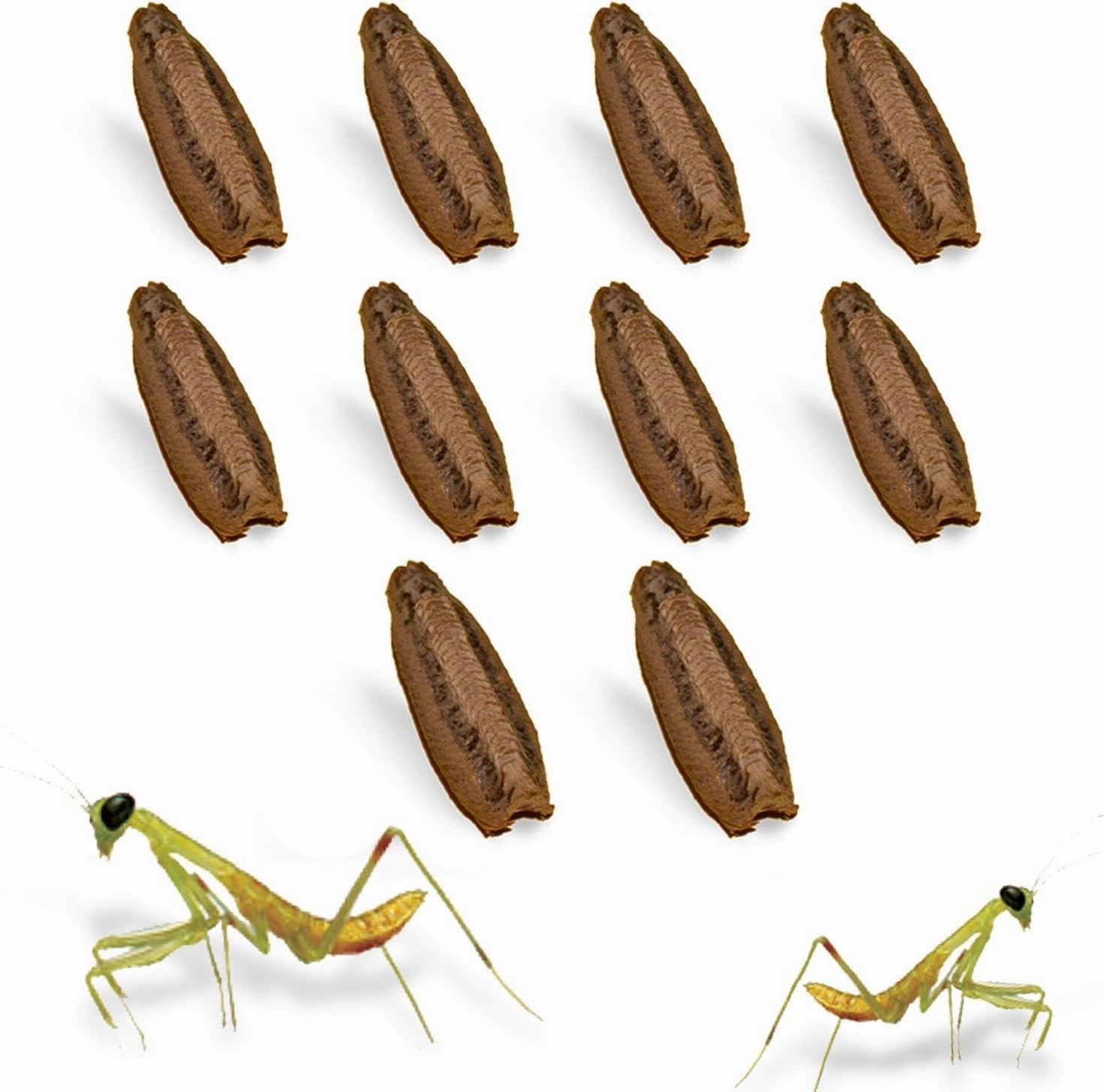 Carolina Praying Mantis Egg Cases (Ten Egg Cases) - Beneficial for Stem Education and Gardening, Each Egg Case Produces Approximately 50 to 200 Baby Nymphs Praying mantises