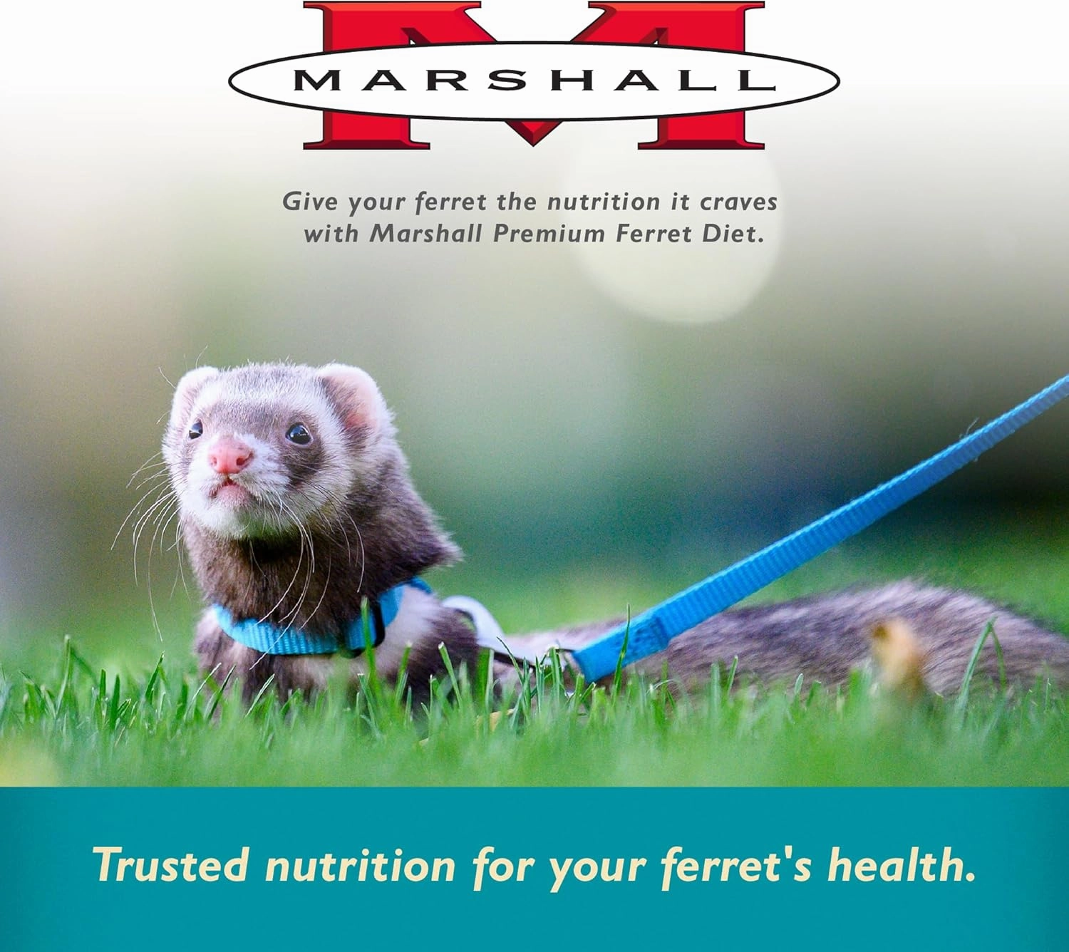 Marshall Pet Products Select Chicken Formula Premium Ferret Diet, 4 lbs – Protein-Rich Food for Balanced Nutrition, Digestive Support (Pack of 2)