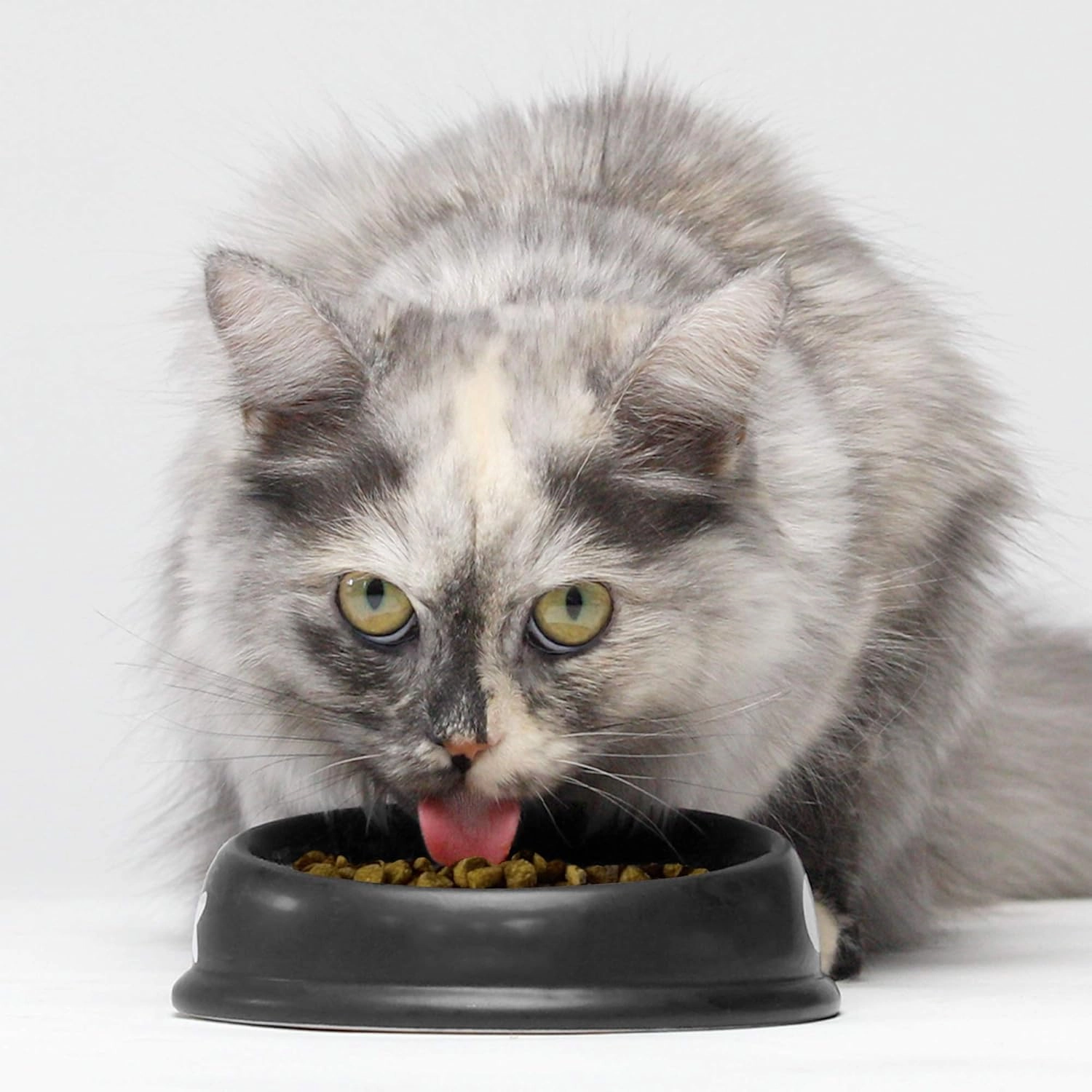 Open Farm Homestead Turkey & Chicken Grain-Free Dry Cat Food, Wild-Caught Fish Recipe with Non-GMO Superfoods and No Artificial Flavors or Preservatives, 8 lbs