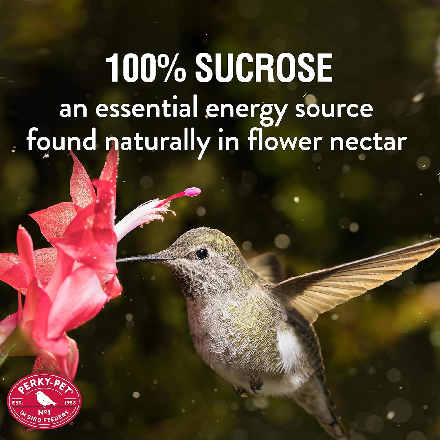 Perky-Pet Hummingbird Nectar Concentrate and Liquid Nectar Bundle - Makes 320 oz