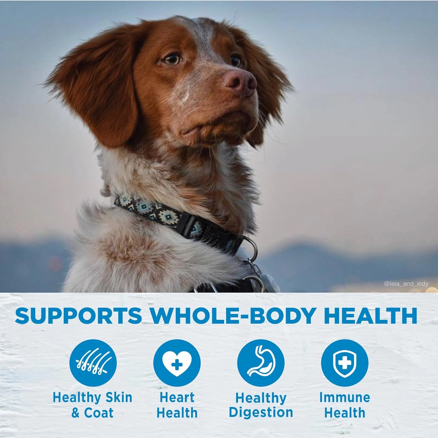 Wellness Simple Limited Ingredient Dry Dog Food for Sensitive Stomachs, Supports Skin & Coat, Small Breed, Grain-Free, Natural, Salmon & Potato Recipe, (10.5-Pound Bag)
